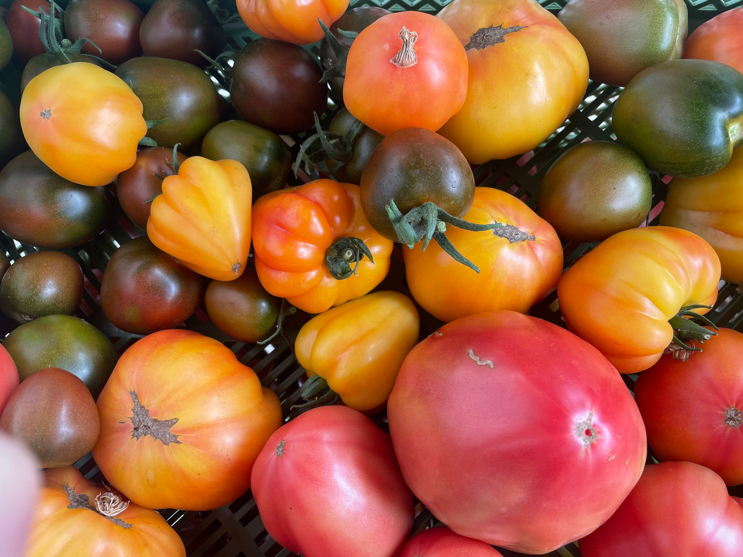 Tomaten-Abo